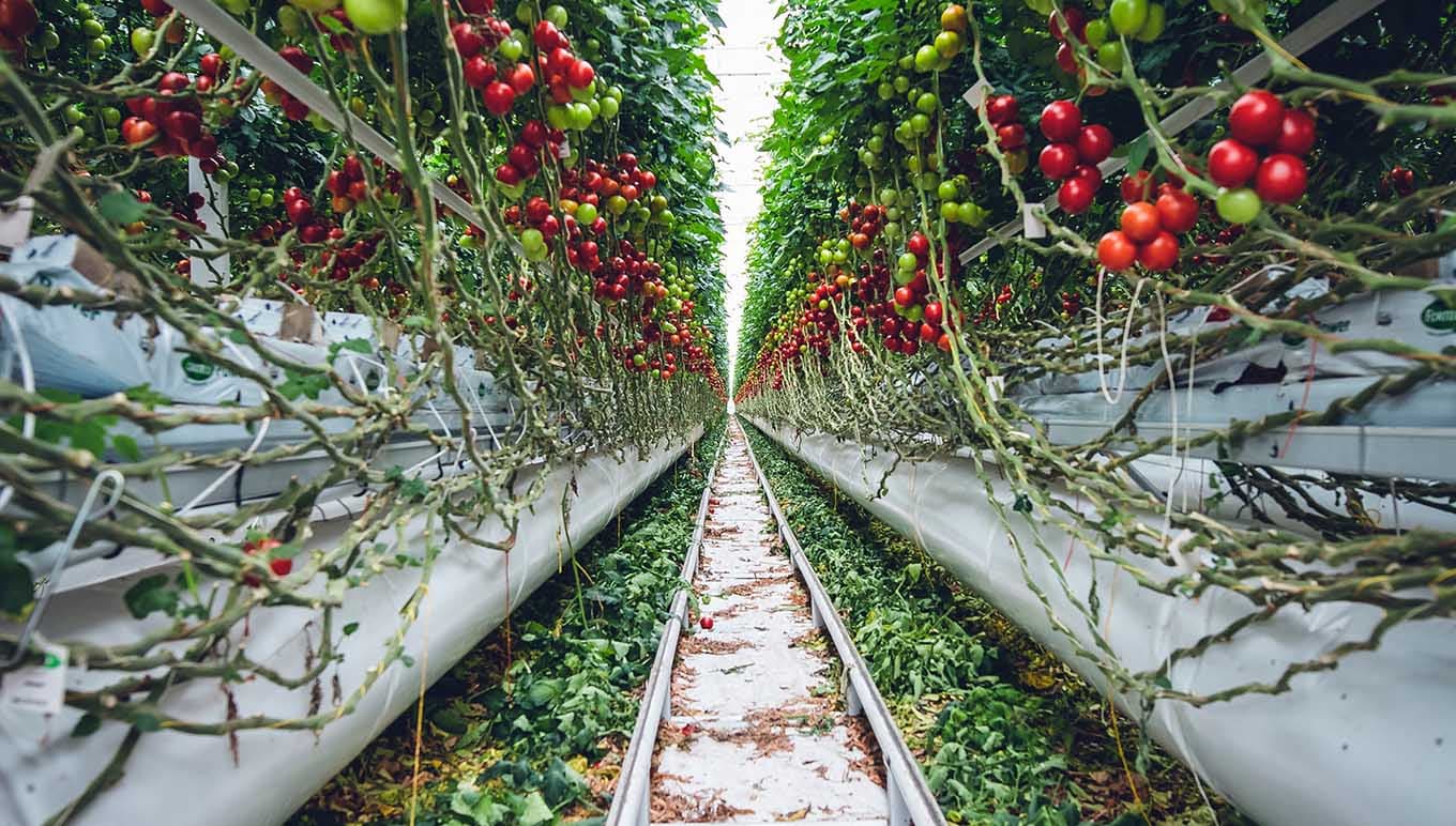 Is verticale landbouw echt het antwoord op het veiligstellen van de voedselzekerheid in de wereld?