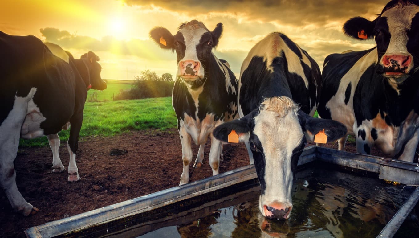Bongards Creameries Unlocks Greater Efficiency and Process Improvements with Aptean ERP and Smart Hub