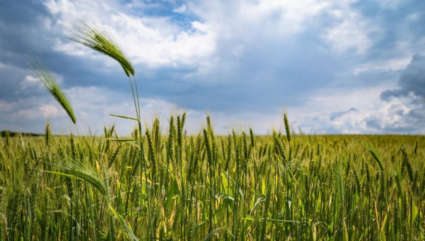 4 manieren waarop voedingsbedrijven hun CO2-uitstoot kunnen verminderen